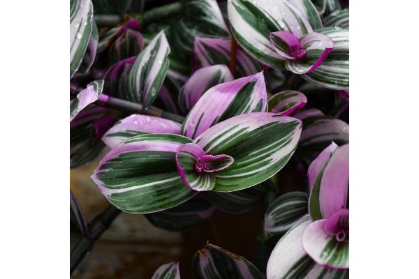 4.75T/10 TRADESCANTIA NANOUK