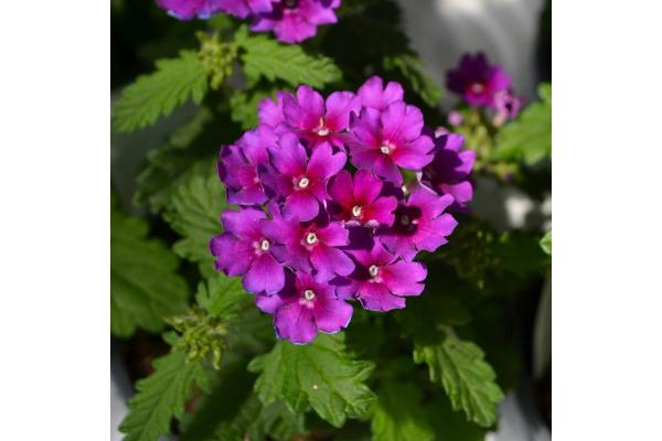 4.75T/10 VERBENA CADET UPRIGHT PURPLE