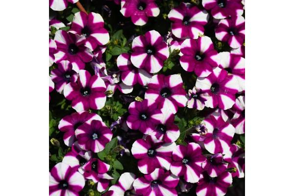 4.75T/10 PETUNIA SHORTCAKE BLUEBERRY