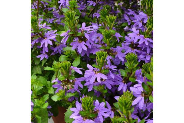4.75T/10 SCAEVOLA SURDIVA BLUE VIOLET