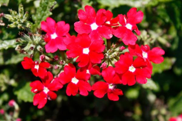 4.75T/10 VERBENA CADET UPRIGHT RED