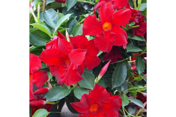 6.5T/3 MANDEVILLA RED (CLIMBER)