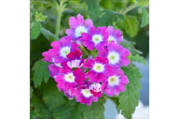 4.75T/10 VERBENA CADET UPRIGHT HOT PINK WINK