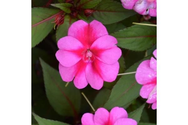 4.75T/10 SUNPATIENS PURPLE CANDY