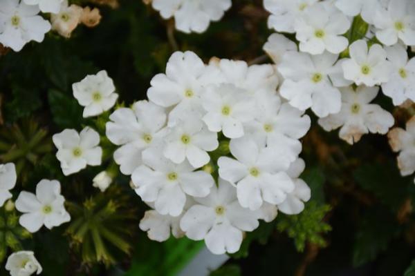 4.75T/10 VERBENA CADET UPRIGHT WHITE