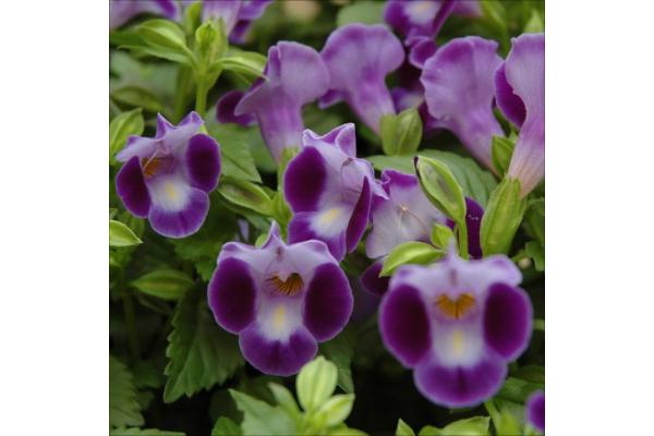4.75T/10 TORENIA SUMMERWAVE LARGE BLUE