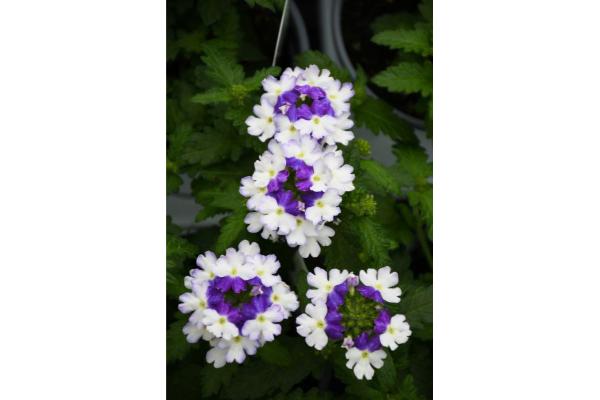 4.75T/10 VERBENA FIREHOUSE BLUE FIZZ