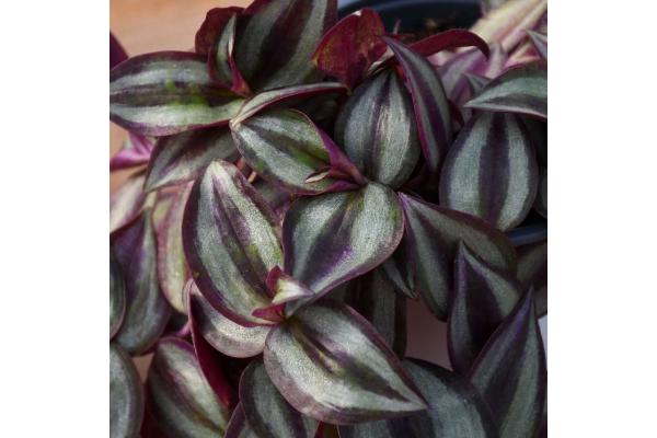 4.75T/10 TRADESCANTIA ZEBRINA