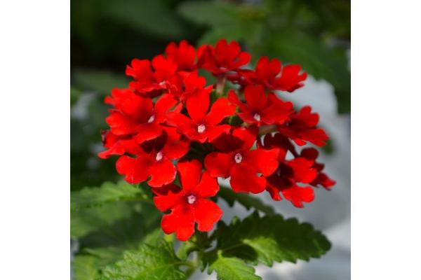 4.75T/10 VERBENA FIREHOUSE RED