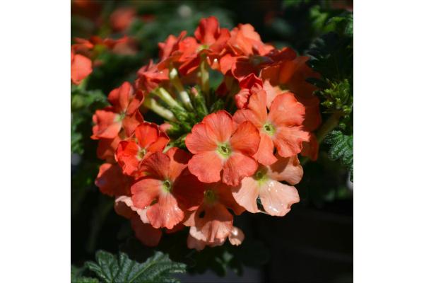 4.75T/10 VERBENA LANAI PEACH