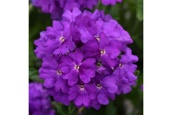 4.75T/10 VERBENA CADET UPRIGHT VIOLET BLUE