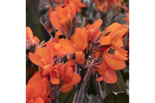 6.5T/3 CANNA LILY CANNOVA ORANGE BRONZE