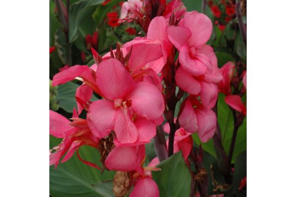 6.5T/3 CANNA LILY CANNOVA ROSE