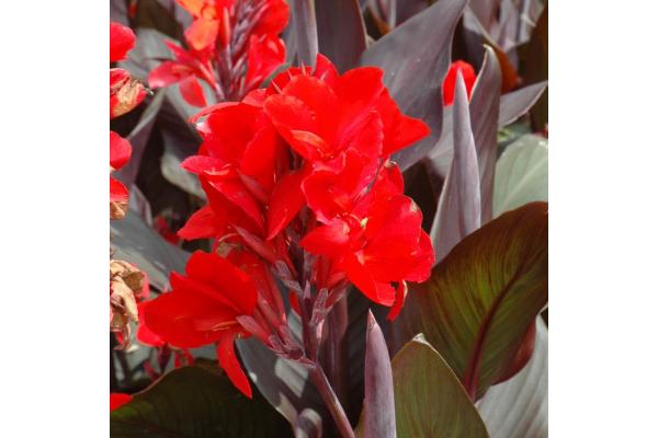 6.5T/3 CANNA LILY CANNOVA SCARLET