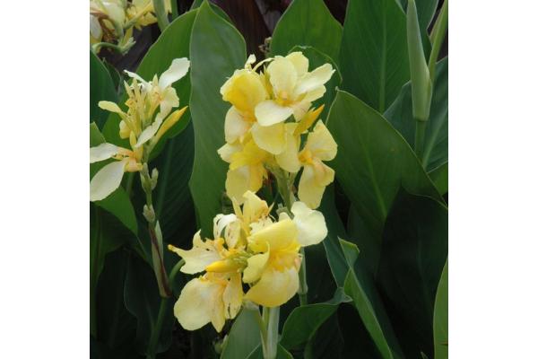 6.5T/3 CANNA LILY CANNOVA YELLOW