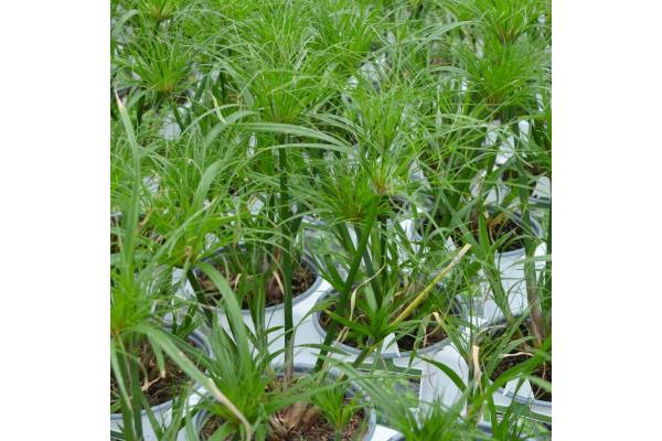 6.5T/3 GRASS PAPYRUS DWARF EGYPTIAN