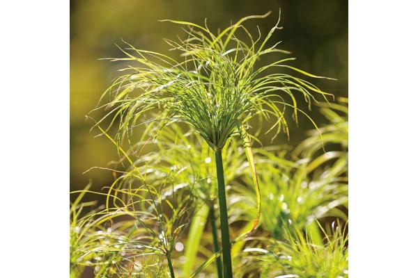 6.5T/3 GRASS PAPYRUS KING TUT