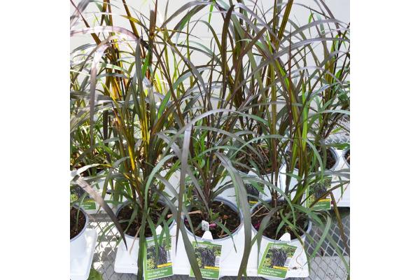 6.5T/3 GRASS FIRST KNIGHT