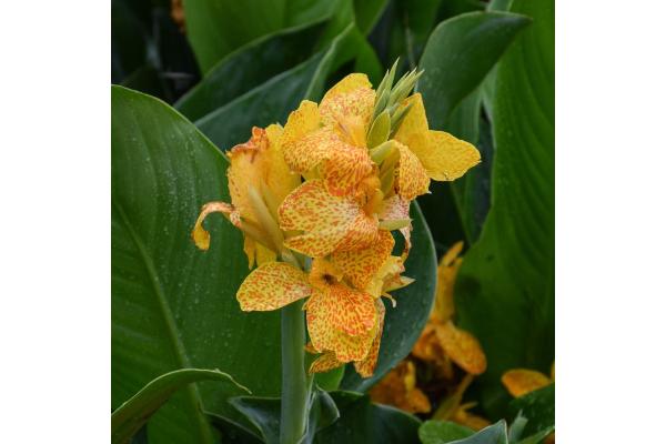 6.5T/3 CANNA LILY CANNOVA GOLD LEOPARD