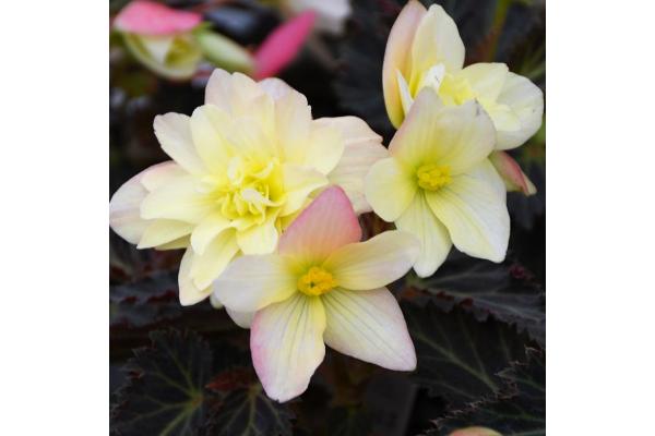 4.75T/10 BEGONIA I'CONIA LEMON BERRY