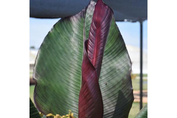 6.5T/3 EE ENSETE MAURELII