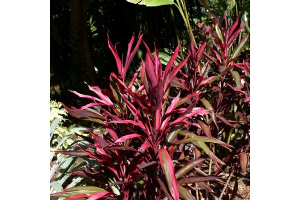 6.5T/3 CORDYLINE RED PEPPER