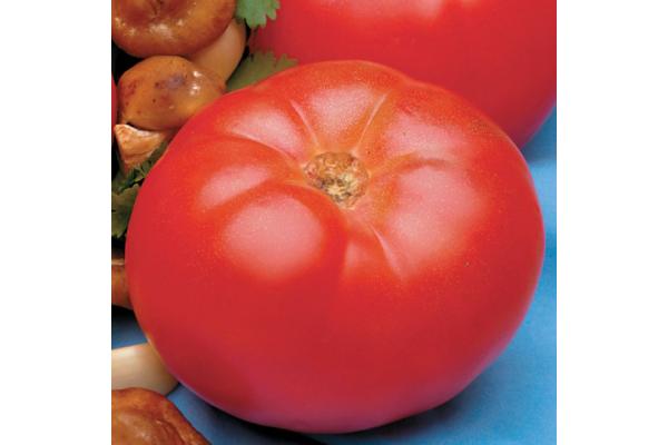E6.5T/3 TOMATO BEEFMASTER