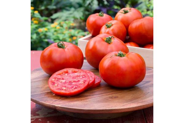 E6.5T/3 TOMATO BETTER BOY