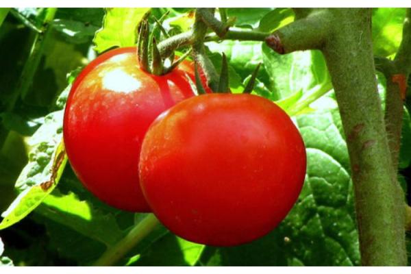 E6.5T/3 TOMATO EARLY GIRL