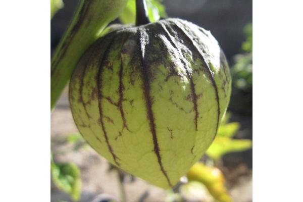 E6.5T/3 TOMATO TOMATILLA TAMAYO