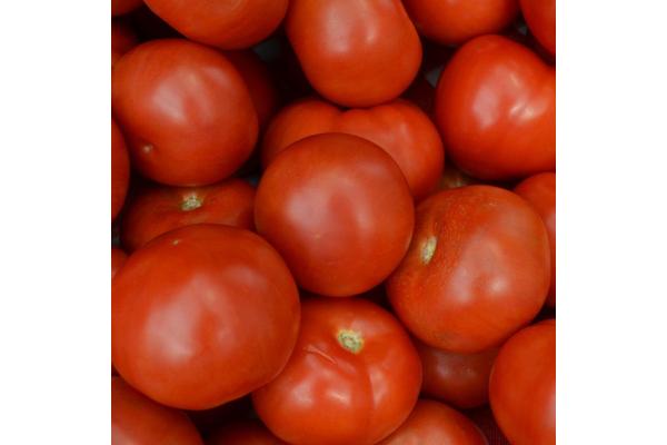 E6.5T/3 TOMATO SUPER FANTASTIC