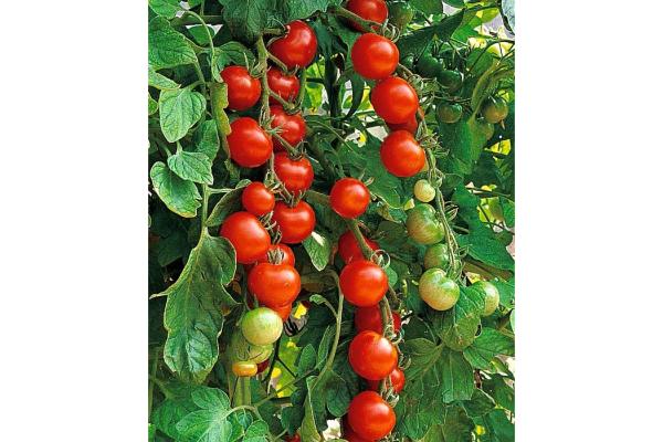 E6.5T/3 TOMATO SUPER SWEET 100