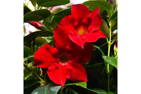 6.5T/3 MANDEVILLA RED BUSH TYPE