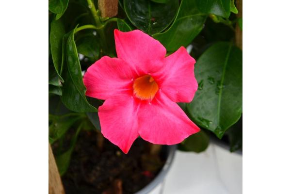 6.5T/3 MANDEVILLA PINK (CLIMBER)