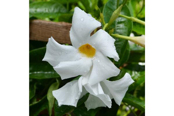 6.5T/3 MANDEVILLA WHITE