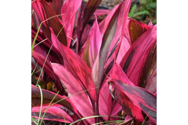 6.5T/3 CORDYLINE RED SISTER