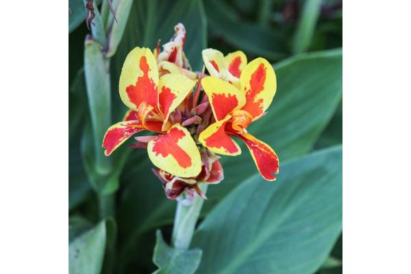 6.5T/3 CANNA LILY CANNOVA RED GOLDEN