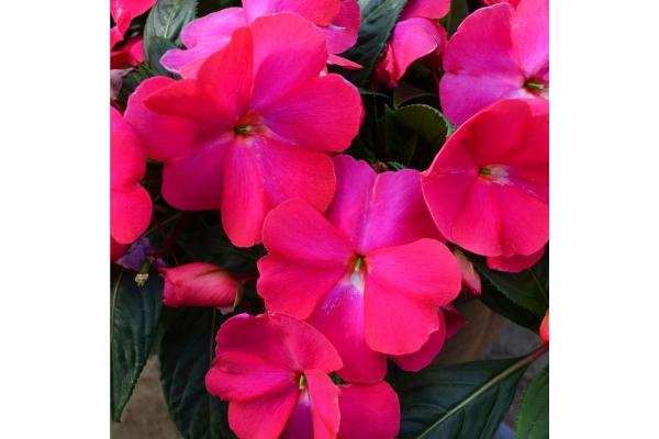 4.75T/10SUNPATIENS HOT PINK