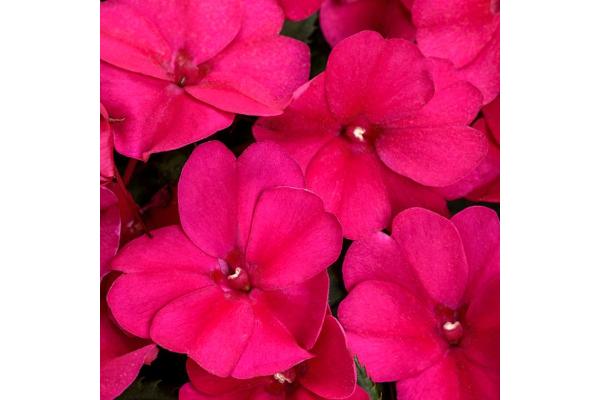 4.75T/10 SUNPATIENS ROSE GLOW