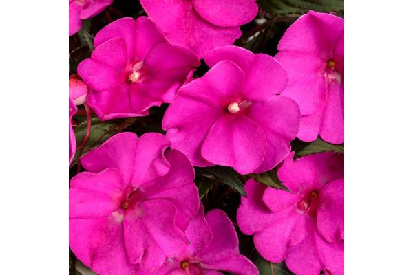 4.75T/10 SUNPATIENS PURPLE