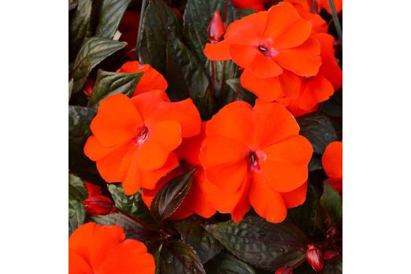 4.75T/10 SUNPATIENS ELECTRIC ORANGE