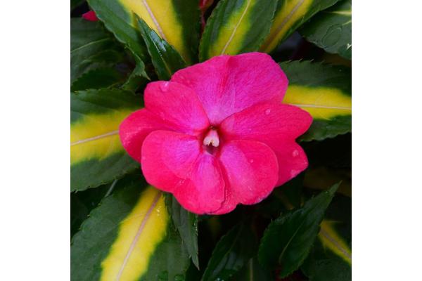 4.75T/10 SUNPATIENS TROPICAL ROSE
