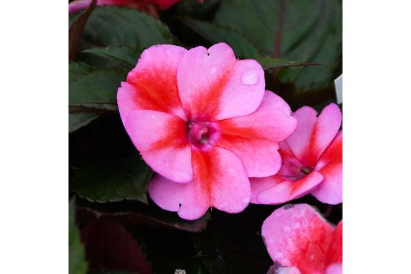 4.75T/10 SUNPATIENS RED CANDY