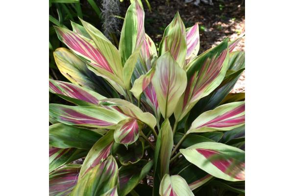 6.5T/3 CORDYLINE EXOTICA