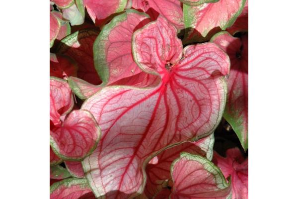6.5T/3 CALADIUM FLORIDA SWEETHEART