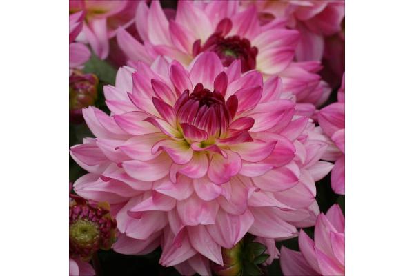6.5T/3 DAHLIA SINCERITY