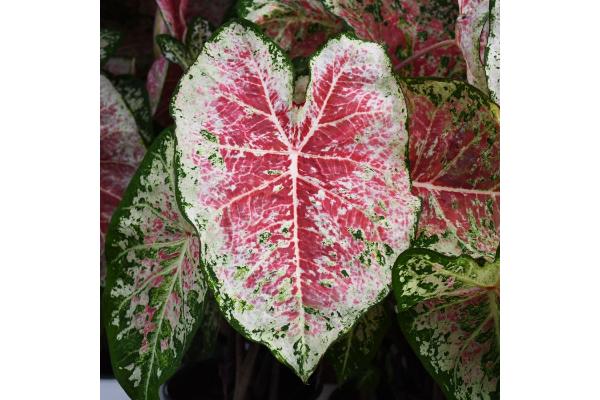 6.5T/3 CALADIUM PINK CLOUD