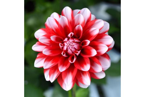 6.5T/3 DAHLIA VENTI RED/WHITE