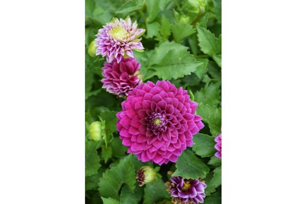 6.5T/3 DAHLIA VENTI ROYAL PURPLE