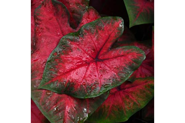 6.5T/3 CALADIUM POSTMAN JOYNER